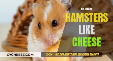 Cheese and Dwarf Hamsters: A Match Made in Heaven?