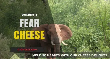 Do Elephants Fear Cheese? Unraveling the Myth Behind This Odd Question