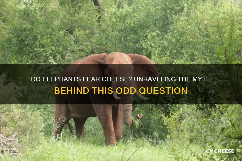 do elephants fear cheese