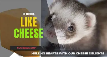 Ferrets and Cheese: A Tasty Treat or Not?