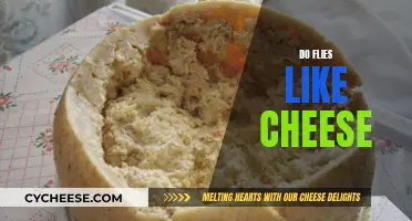 Cheese and Flies: A Surprising Attraction