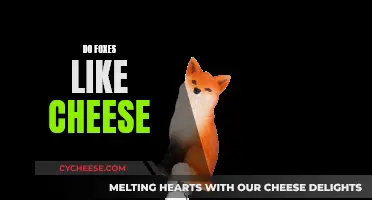 Foxes and Cheese: A Tasty Treat or Not?