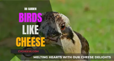 Cheese in the Garden: What Birds Really Think