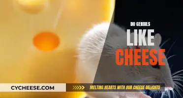 Gerbils and Cheese: A Tasty Treat or Not?