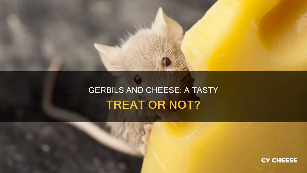 do gerbils like cheese