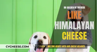 Golden Retrievers and Cheese: A Himalayan Treat?