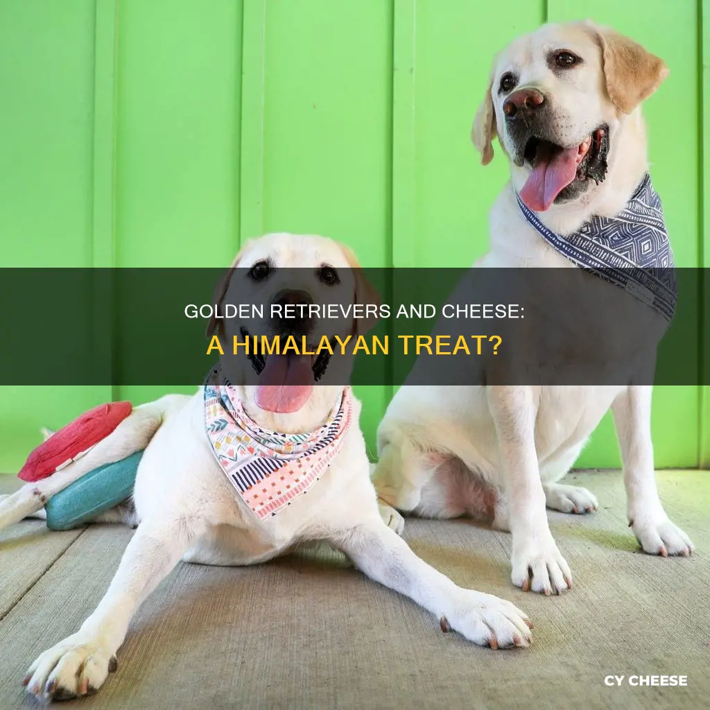 do golden retrievers like himalayan cheese
