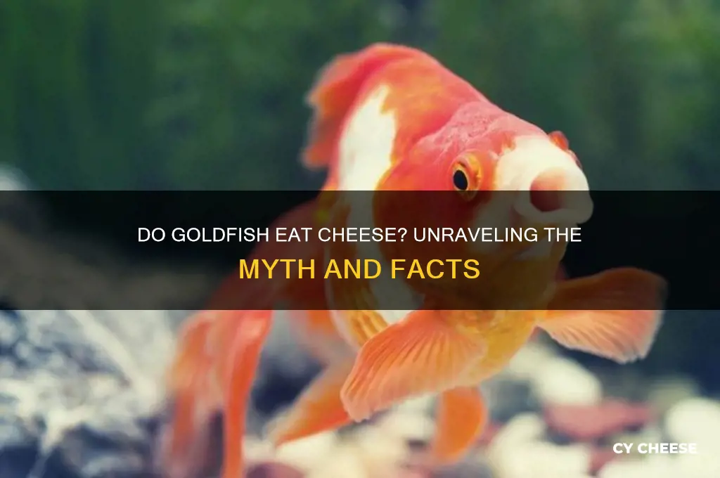 do goldfish have cheese