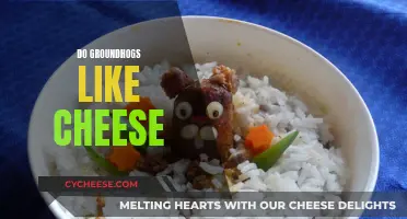 Groundhog Diet: Do They Like Cheese?