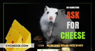 Can Hamsters Eat Cheese? Uncovering the Truth About Their Dietary Needs