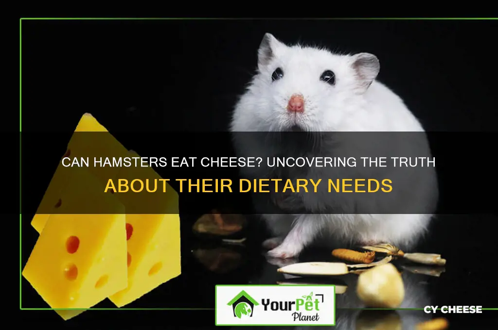 do hamsters ask for cheese