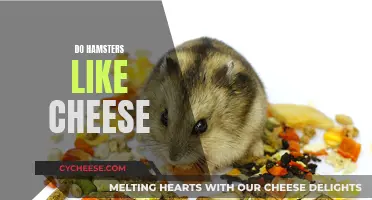 Hamsters and Cheese: A Tasty Treat or Not?