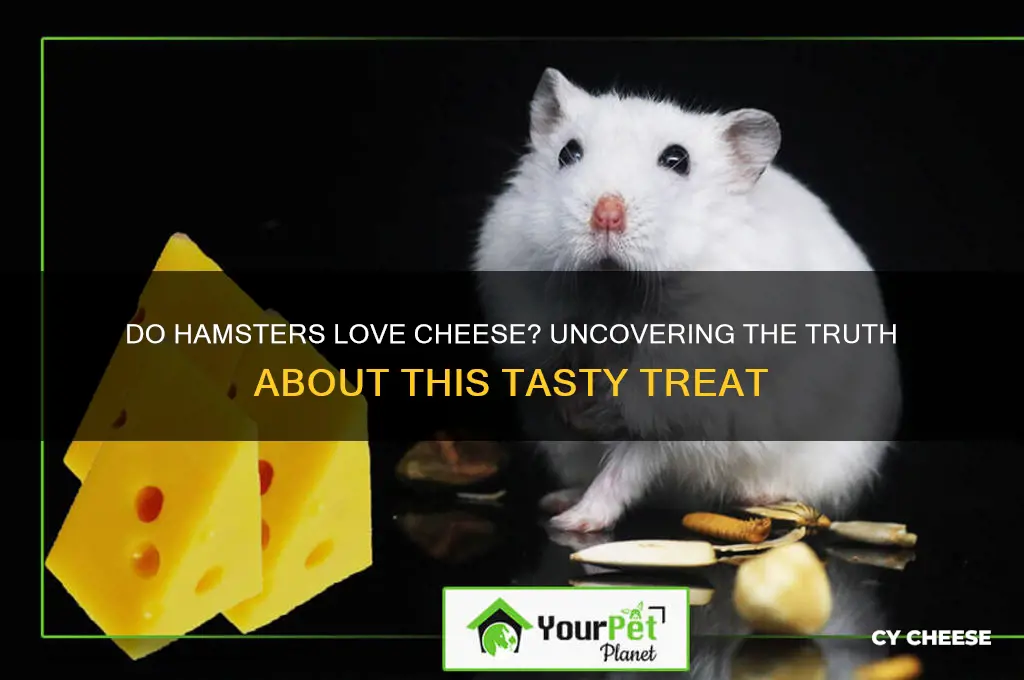 do hamsters love cheese