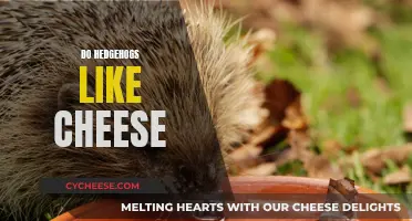 Hedgehogs and Cheese: A Tasty Treat or Not?