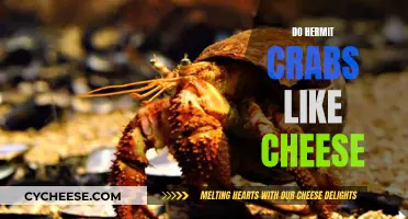 Hermit Crabs and Cheese: A Tasty Treat or Not?