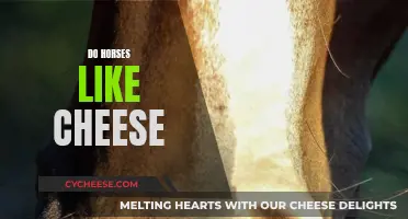 Horses and Cheese: A Tasty Treat or Not?