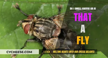 Cheese or Fly? Decoding That Mysterious Smell in Your Kitchen