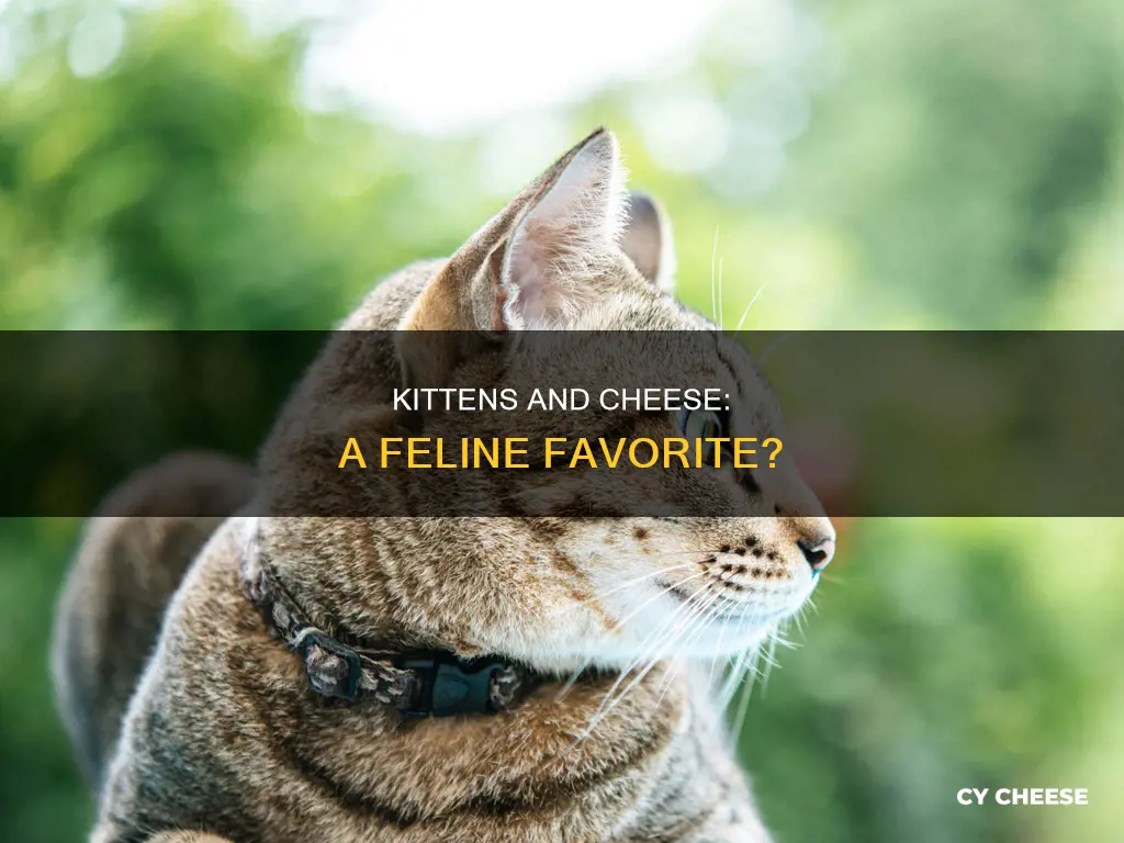 do kittens like cheese