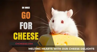 Do Mice Really Love Cheese? Unraveling the Myth and Reality