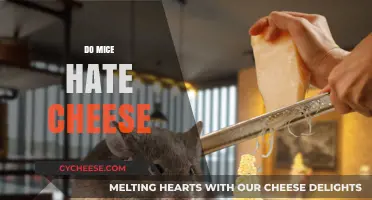 Do Mice Hate Cheese? Unraveling the Myth Behind This Classic Trap Bait