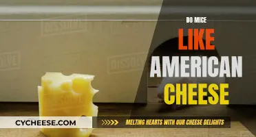 Mice and American Cheese: A Tasty Treat?