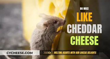 Mice's Cheddar Cheese Preferences: A Tasty Experiment