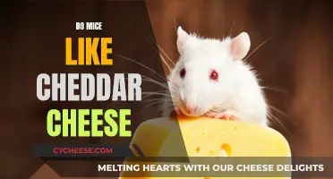 Mice and Cheddar: A Tasty Treat?
