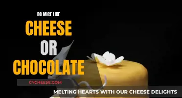 Mice's Favorite Treat: Cheese or Chocolate?