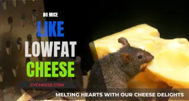 Mice and Low-Fat Cheese: A Tasty Treat?