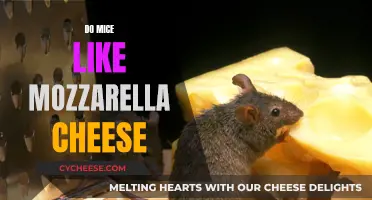Mice and Mozzarella: A Cheesy Attraction?