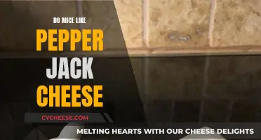 Mice and Pepper Jack Cheese: A Tasty Treat?