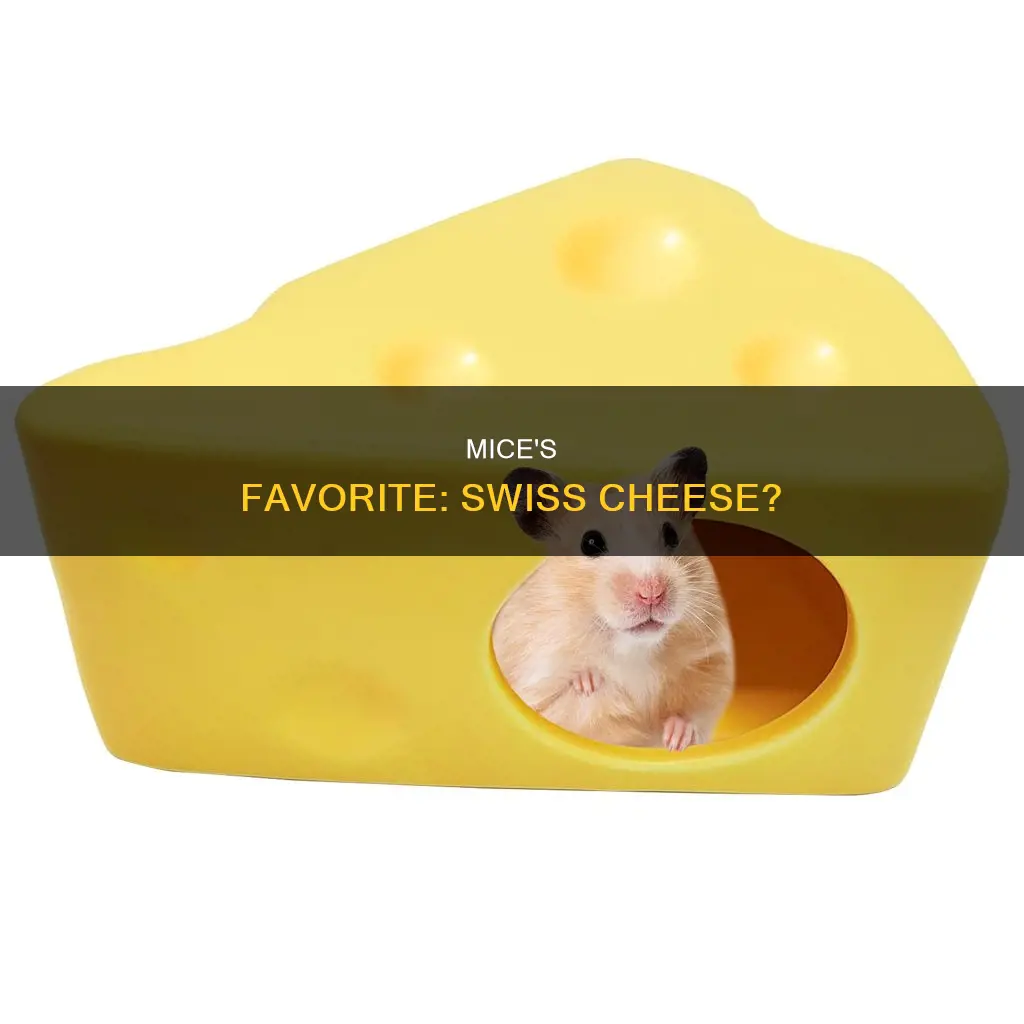do mice like swiss cheese