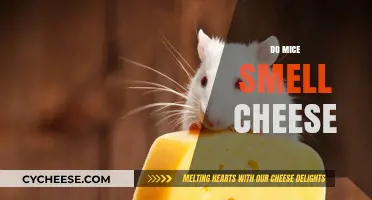 Do Mice Smell Cheese? Unraveling the Myth and Science Behind It