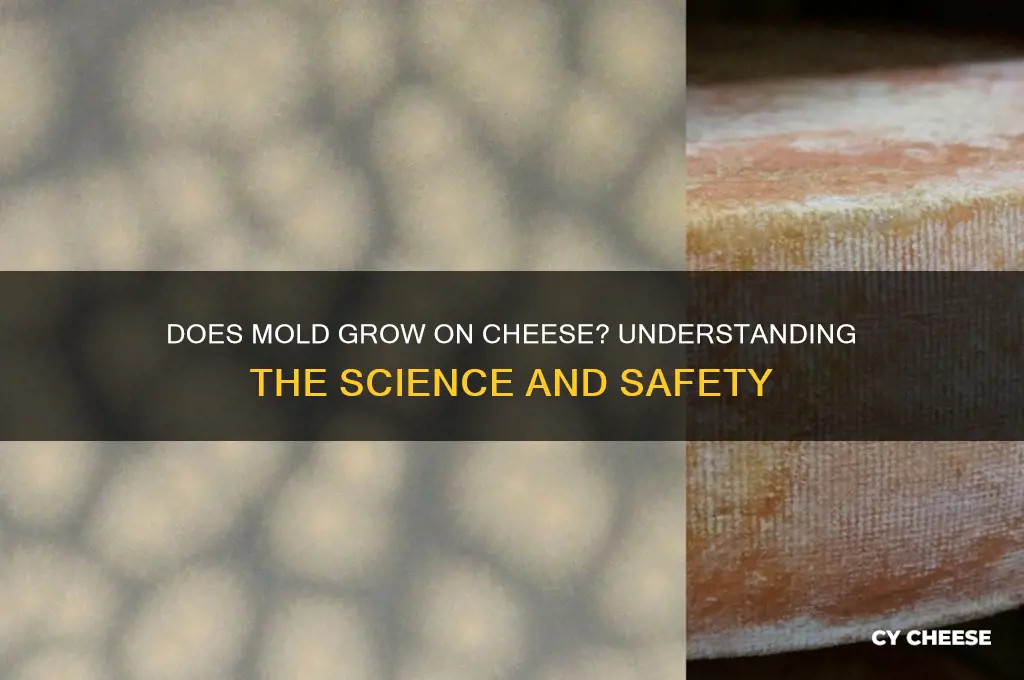 do mold grow on cheese