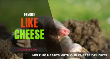 Moles and Cheese: A Tasty Treat or Not?
