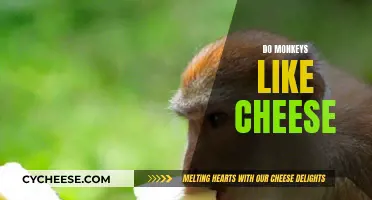 Monkeys and Cheese: A Tasty Treat or Not?