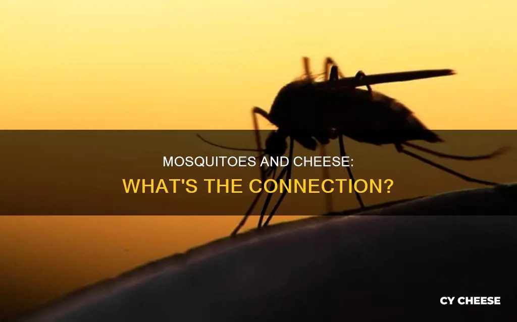 do mosquitoes like cheese