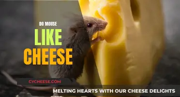 Cheese and Mice: A Match Made in Heaven?