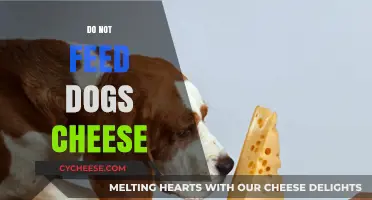 Why Feeding Cheese to Dogs Can Be Harmful: A Guide