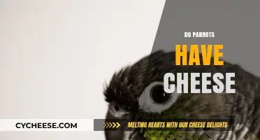 Can Parrots Eat Cheese? Exploring Safe and Healthy Treats for Birds