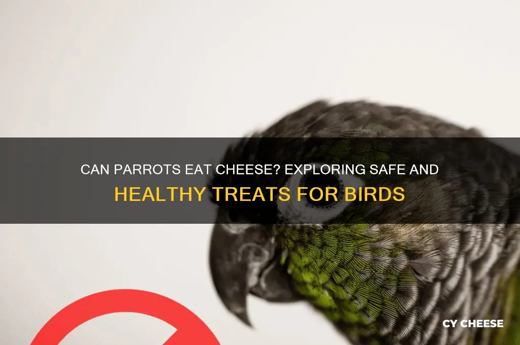 do parrots have cheese