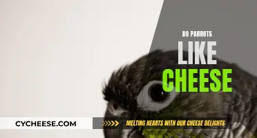 Parrots and Cheese: A Tasty Treat?