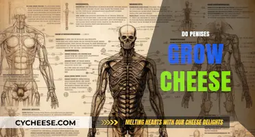 Do Penises Grow Cheese? Debunking Myths and Facts About Male Anatomy