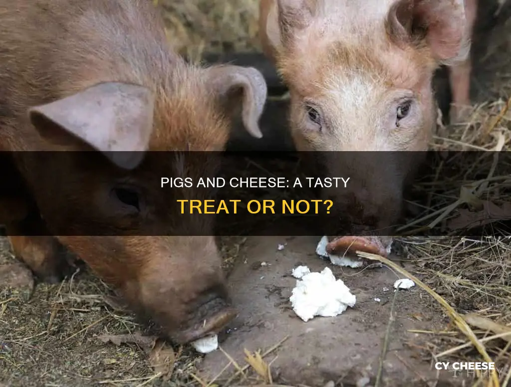 do pigs like cheese