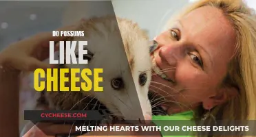 Possums and Cheese: A Tasty Treat or Not?