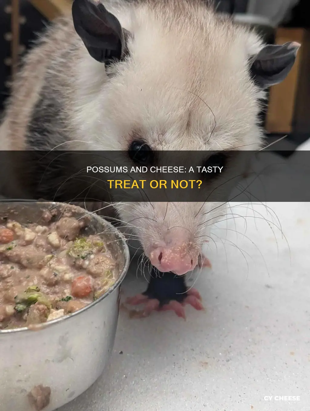 do possums like cheese