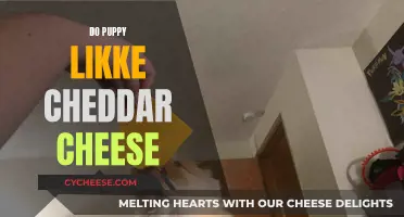 Puppy's Delight: Do They Love Cheddar Cheese?