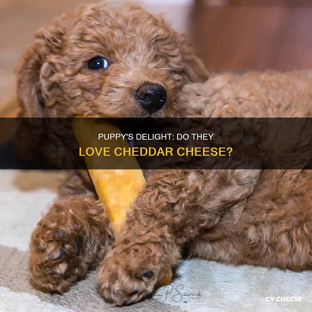 do puppy likke cheddar cheese