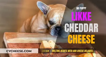 Puppies and Cheddar: A Tasty Treat?