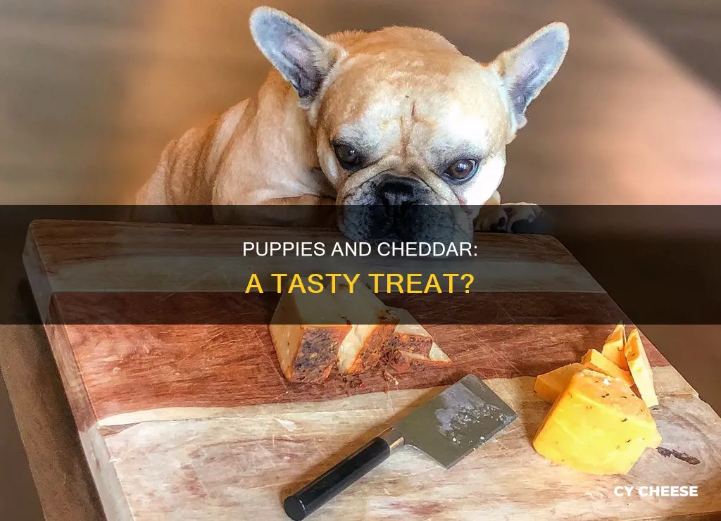 do puppy likke cheddar cheese